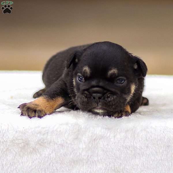 Tatum, English Bulldog Puppy