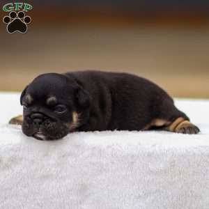 Tatum, English Bulldog Puppy