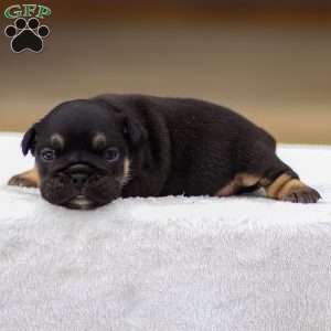 Tatum, English Bulldog Puppy