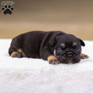 Tatum, English Bulldog Puppy