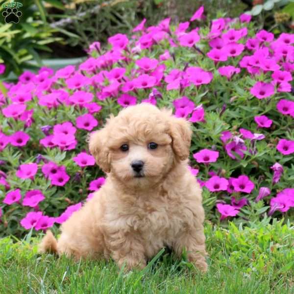 Taylor, Bich-Poo Puppy