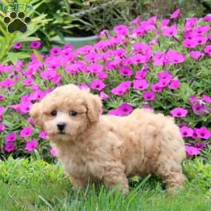 Taylor, Bich-Poo Puppy