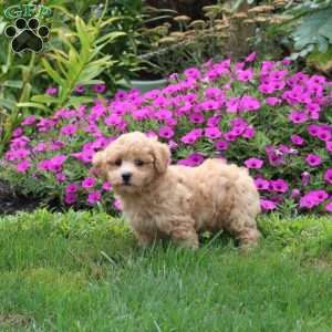 Taylor, Bich-Poo Puppy
