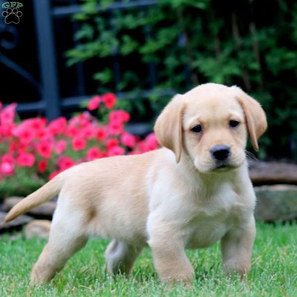 Ted, Yellow Labrador Retriever Puppy
