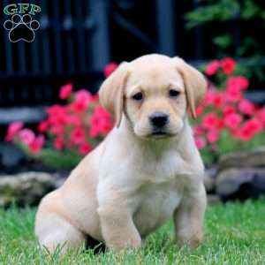 Ted, Yellow Labrador Retriever Puppy