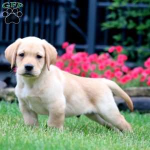 Ted, Yellow Labrador Retriever Puppy