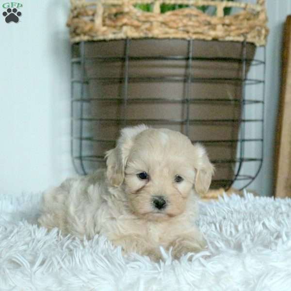 Teddy, Forever Puppy