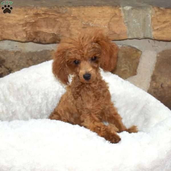 Teddy, Toy Poodle Puppy