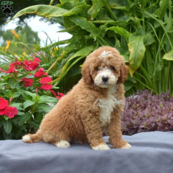 Teddy, Mini Goldendoodle Puppy