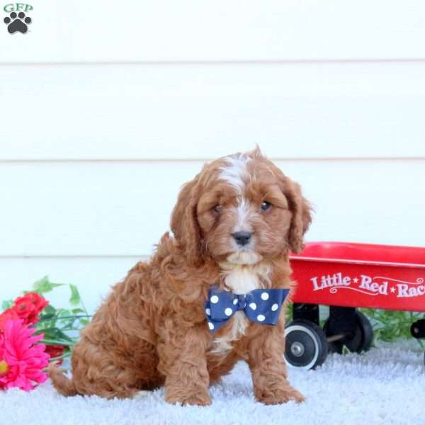 Teddy, Cavapoo Puppy