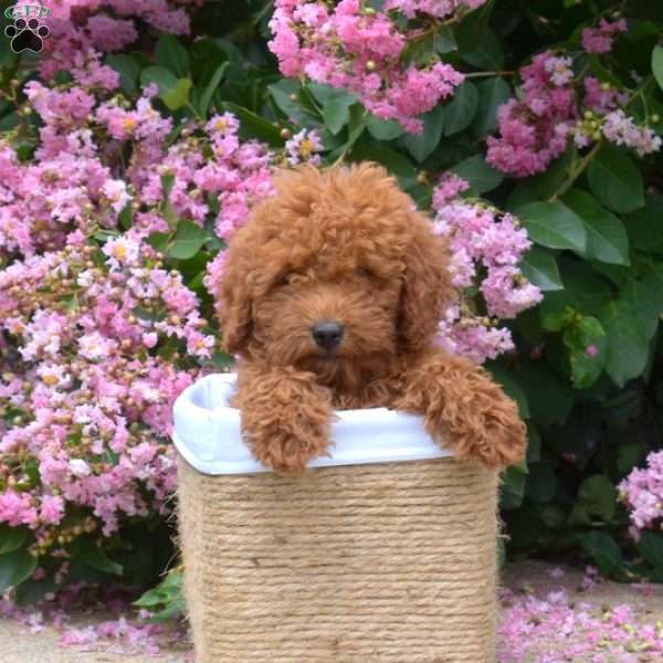 Teddy, Miniature Poodle Puppy