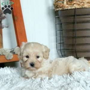 Teddy, Forever Puppy
