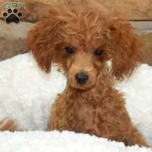 Teddy, Toy Poodle Puppy