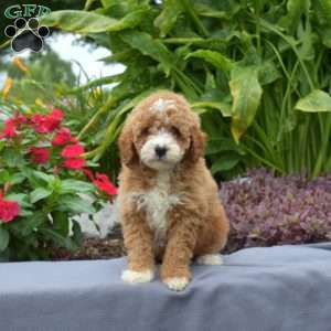 Teddy, Mini Goldendoodle Puppy
