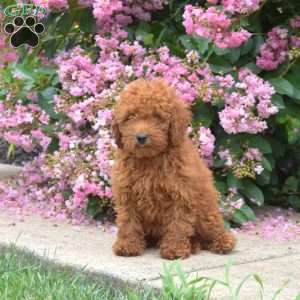 Teddy, Miniature Poodle Puppy