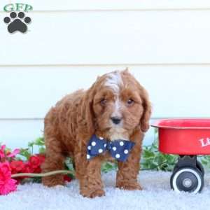 Teddy, Cavapoo Puppy
