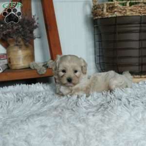 Teddy, Forever Puppy