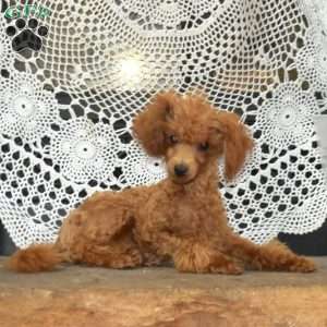 Teddy, Toy Poodle Puppy