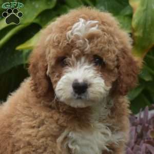Teddy, Mini Goldendoodle Puppy