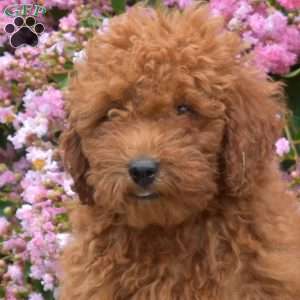 Teddy, Miniature Poodle Puppy