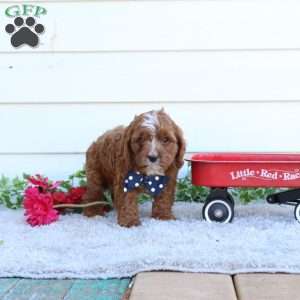 Teddy, Cavapoo Puppy