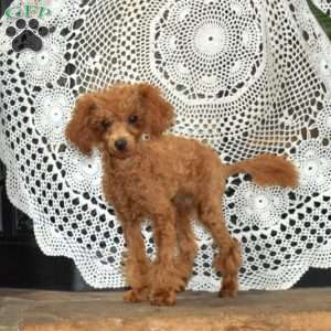 Teddy, Toy Poodle Puppy