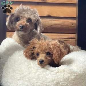 Teddy, Toy Poodle Puppy