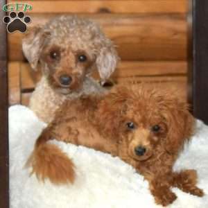 Teddy, Toy Poodle Puppy