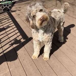 Sara Rose, Mini Bernedoodle Puppy