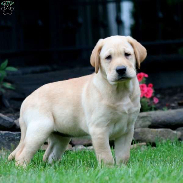 Teresa, Yellow Labrador Retriever Puppy