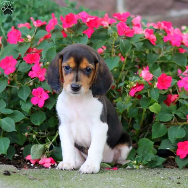 Teresa, Beagle Puppy