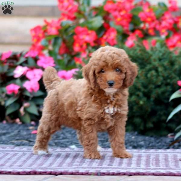 Teresa, Miniature Poodle Puppy