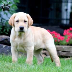 Teresa, Yellow Labrador Retriever Puppy
