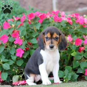 Teresa, Beagle Puppy