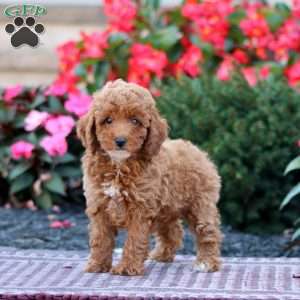 Teresa, Miniature Poodle Puppy