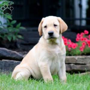 Teresa, Yellow Labrador Retriever Puppy