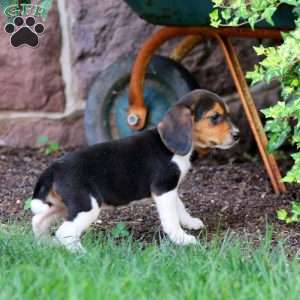 Teresa, Beagle Puppy