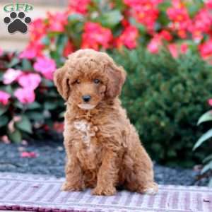 Teresa, Miniature Poodle Puppy