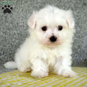 Terry, Maltese Puppy
