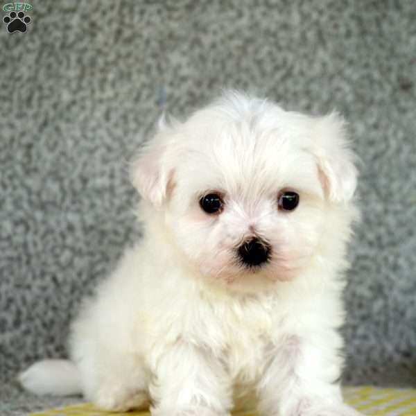 Terry, Maltese Puppy