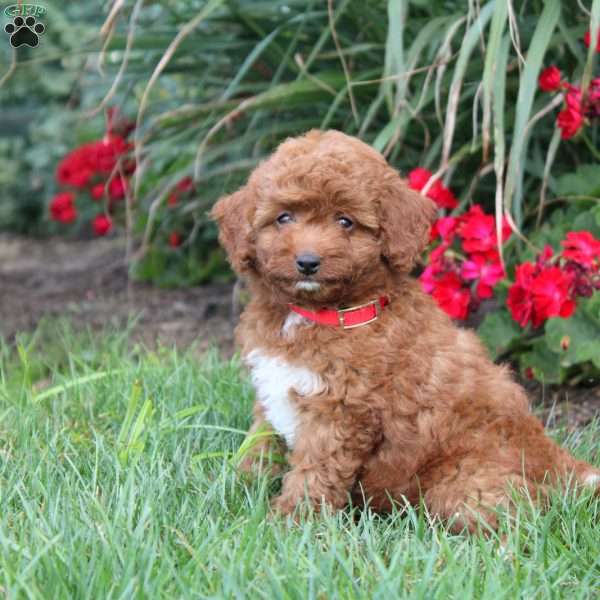 Tessa, Cavapoo Puppy