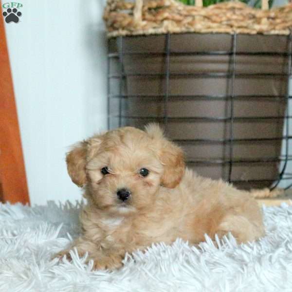 Tessa, Forever Puppy