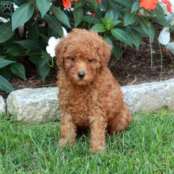 Tessa, Mini Goldendoodle Puppy