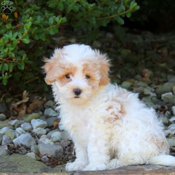 Tessa, Maltipoo Puppy