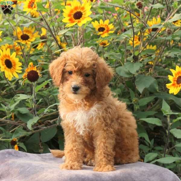 Tessa, Cavapoo Puppy