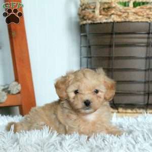 Tessa, Forever Puppy