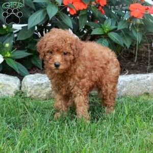 Tessa, Mini Goldendoodle Puppy