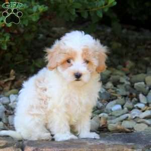 Tessa, Maltipoo Puppy