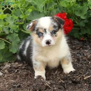 Tessa, Pembroke Welsh Corgi Puppy