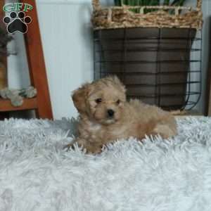 Tessa, Forever Puppy